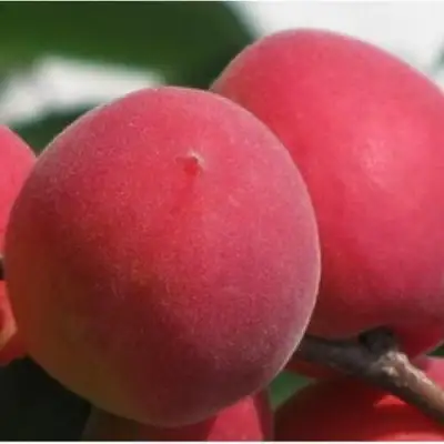 Абрикос РУБИН в Самохваловичи