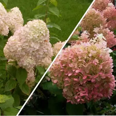 Комплект НЕЖНЫЕ ЧУВСТВА в Самохваловичи