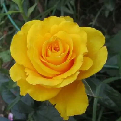 Роза КЕРИО чайно-гибридная в Самохваловичи