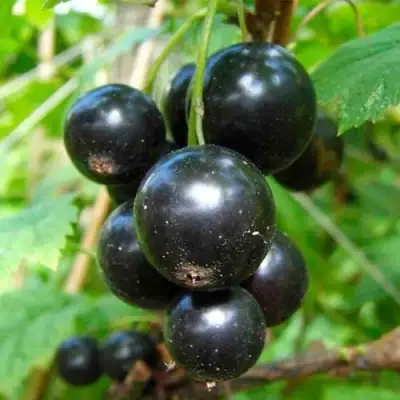 Смородина чёрная ЛЕНТЯЙ в Самохваловичи