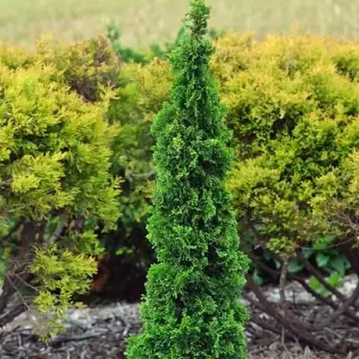 Туя СПИРАЛИС МИНИ западная в Самохваловичи