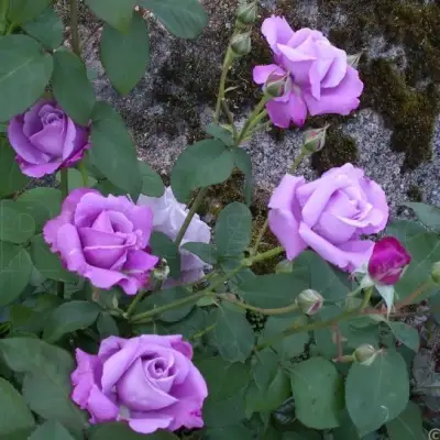 Роза СИЛЬВЕР СТАР чайно-гибридная в Самохваловичи