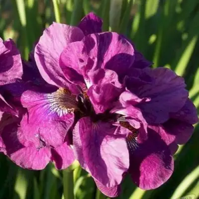 Ирис БАНДЛ ОВ ДЖОЙ сибирский в Самохваловичи