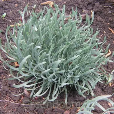 Лук СПИРАЛИС горный в Самохваловичи