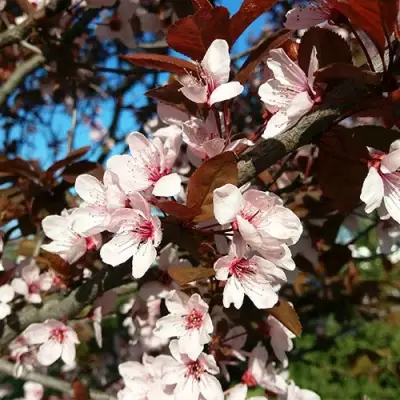 Слива ВУДИ растопыренная в Самохваловичи