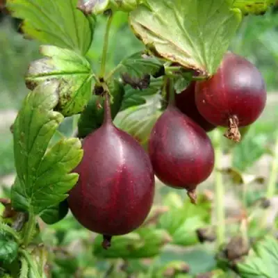 Крыжовник СЕРЕНАДА в Самохваловичи