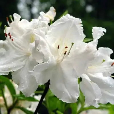 Азалия ОКСИДОЛ листопадная в Самохваловичи