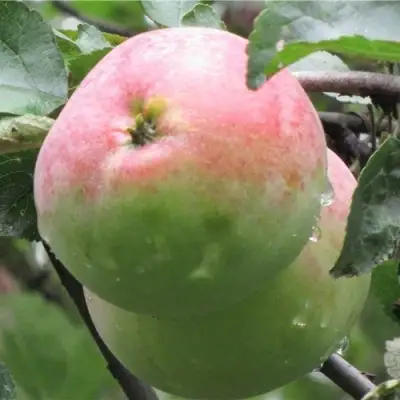 Яблоня МОСКОВСКОЕ ЗИМНЕЕ в Самохваловичи