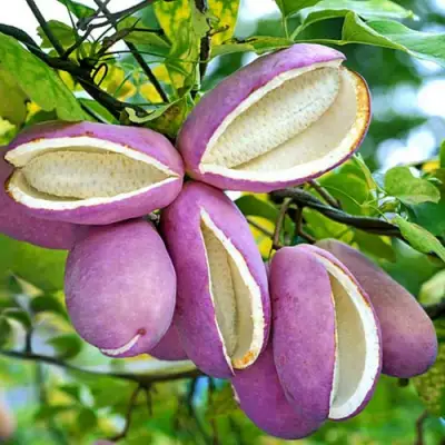 Акебия ПЯТЁРНАЯ  в Самохваловичи