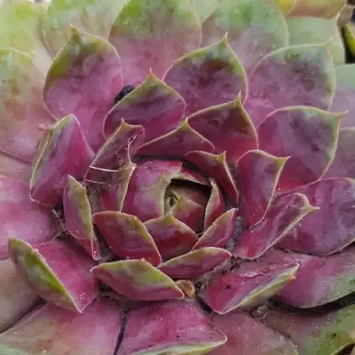 Молодило УФО в Самохваловичи