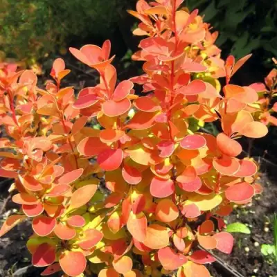 Барбарис ОРАНЖ ФАЙЕР тунберга в Самохваловичи