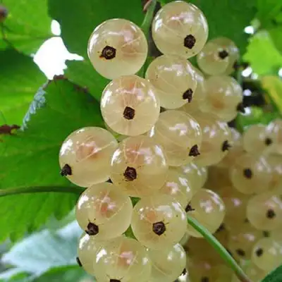 Смородина белая ЮТЕРБОРГСКАЯ в Самохваловичи