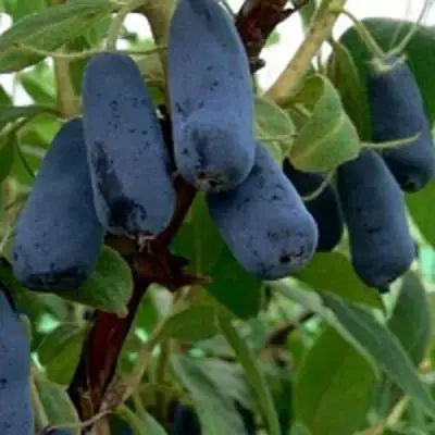 Жимолость съедобная ВОЛХОВА в Самохваловичи