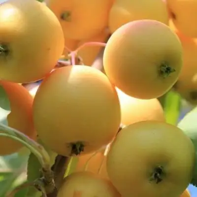 Яблоня УРАЛЬСКОЕ НАЛИВНОЕ в Самохваловичи