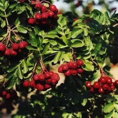 Рябина РУБИНОВАЯ сладкоплодная в Самохваловичи