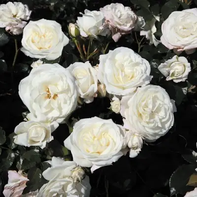 Роза АЛАБАСТЕР флорибунда в Самохваловичи