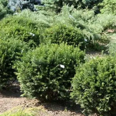 Тис НАНА остроконечный  в Самохваловичи