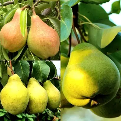 Комплект НАСТОЯЩИЙ ВОСТОРГ в Самохваловичи