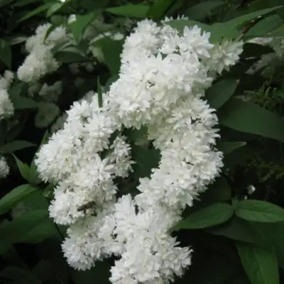 Дейция КАНДИДИССИМА шершавая в Самохваловичи