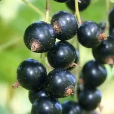 Смородина черная СТРЕЛЕЦ в Самохваловичи