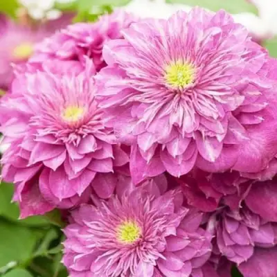 Клематис КАЙЗЕР в Самохваловичи