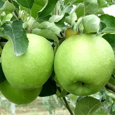 Яблоня РЕНЕТ СИМИРЕНКО в Самохваловичи