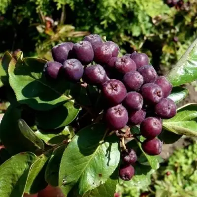 Рябина ЛИКЁРНАЯ сладкоплодная в Самохваловичи