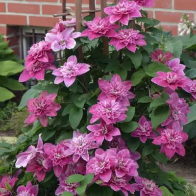 Клематис МАЙ ДАРЛИНГ  в Самохваловичи