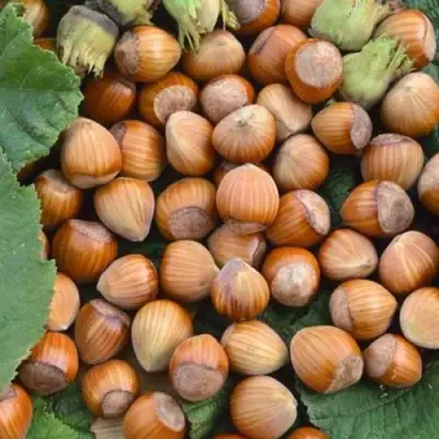 Фундук ТОНДА РОМАНА в Самохваловичи