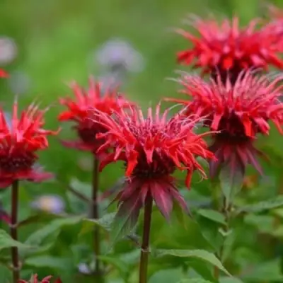 Монарда ПАНОРАМА РЕД в Самохваловичи