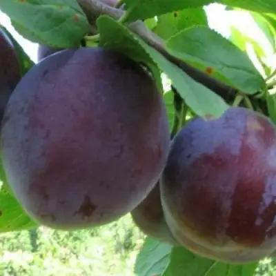 Слива СТАРТОВАЯ в Самохваловичи