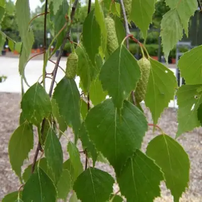Береза ФАСЦИНЕЙШЕН белая  в Самохваловичи