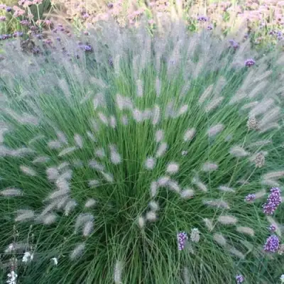 Пеннисетум ХАМЕЛН в Самохваловичи