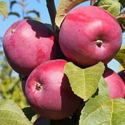 Яблоня ЗОРКА в Самохваловичи