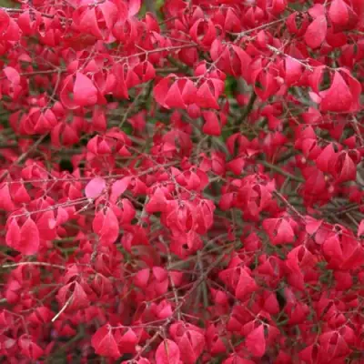 Бересклет КОМПАКТУС  в Самохваловичи