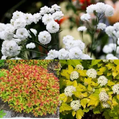 Комплект СОЛНЕЧНЫЙ МИКС в Самохваловичи