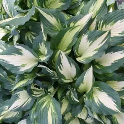 Хоста КРИСМАС КЭНДИ гибридная в Самохваловичи