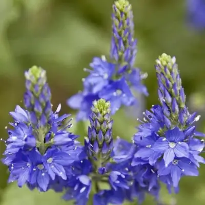 Вероника австрийская в Самохваловичи