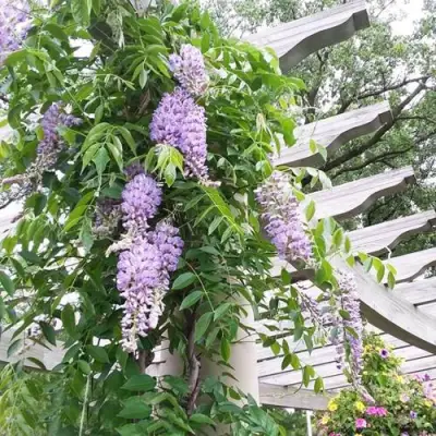 Глициния макростахия БЛЮ МУН в Самохваловичи