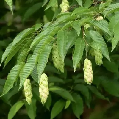 Граб японский в Самохваловичи