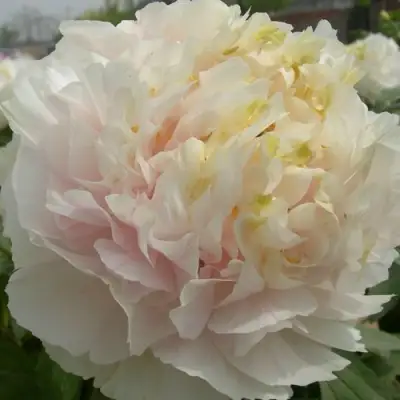 Пион ЗОЛОТОЙ ИЗУМРУД древовидный в Самохваловичи