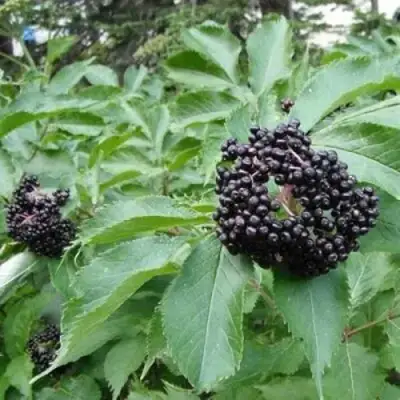 Бузина черная КЛАДЗЕЗЬ в Самохваловичи