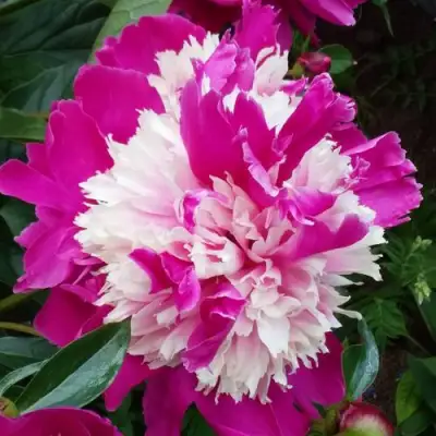 Пион КАПЛЯ РОСЫ травянистый в Самохваловичи