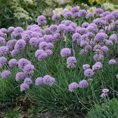 Лук ЛИЗА БЛЮ стареющий в Самохваловичи