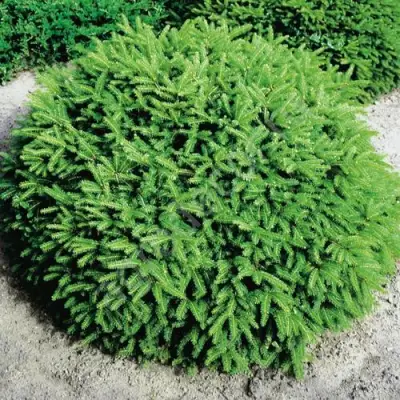 Ель НИДИФОРМИС обыкновенная в Самохваловичи