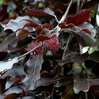 Бук лесной АТРОПУНИЦЕА в Самохваловичи