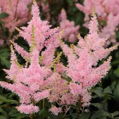Астильба ЮНИК САЛМОН гибридная в Самохваловичи