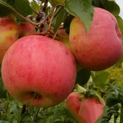 Яблоня БОЛОТОВСКОЕ в Самохваловичи