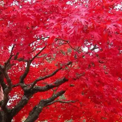 Клен гиннала  в Самохваловичи