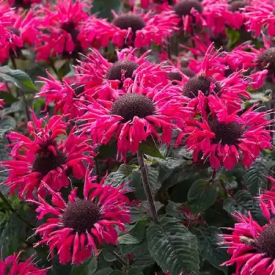 Монарда БИ МЭРИ гибридная в Самохваловичи